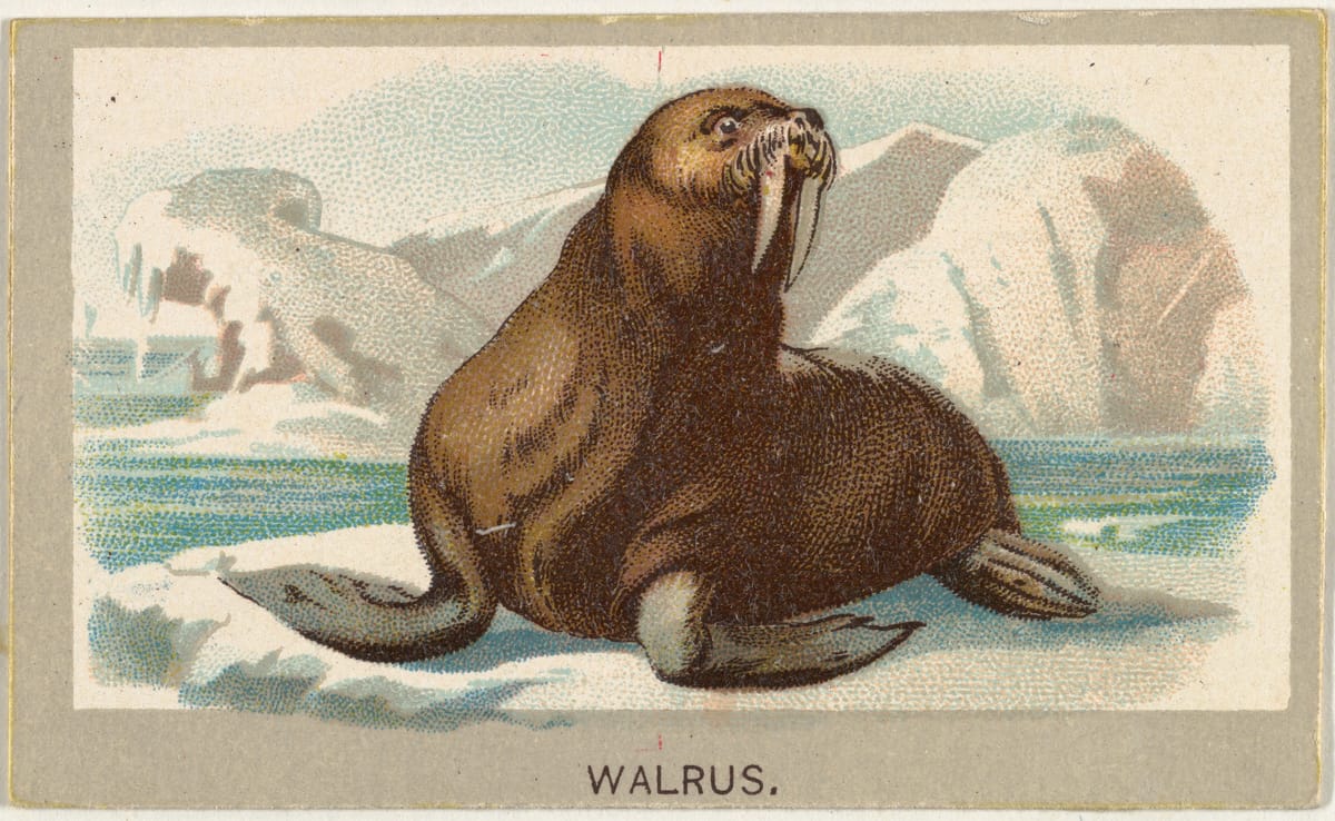 fairy or walrus? futuring tips from the Tumblrati